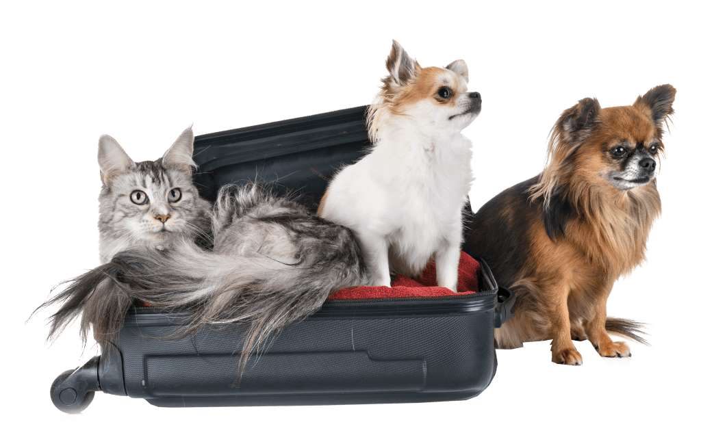 Overnight Animal Boarding